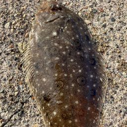 ガンゾウビラメ