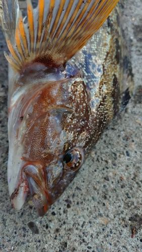 アイナメの釣果