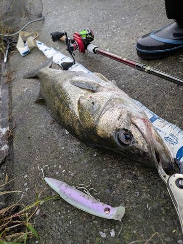 シーバスの釣果