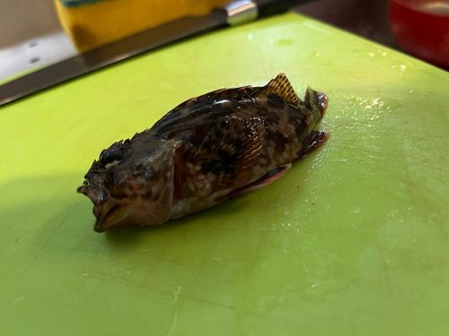 若洲海浜公園海釣り施設