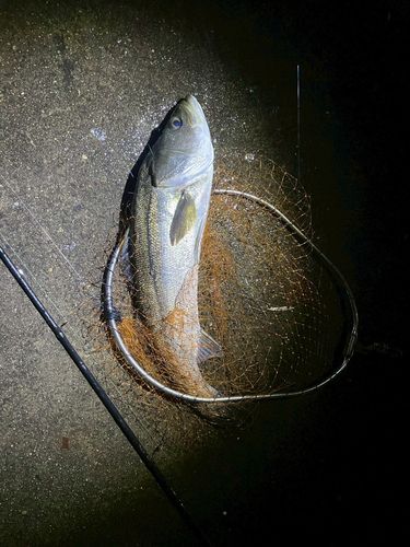 東京湾(アクアライン〜富津)