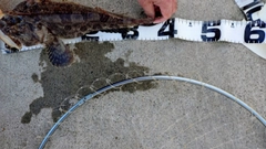 ケムシカジカの釣果