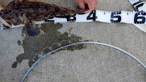 ケムシカジカの釣果