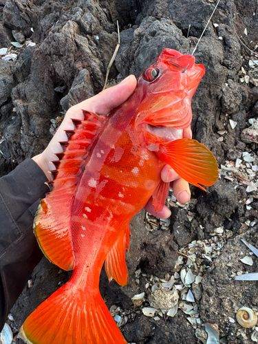 アカハタの釣果