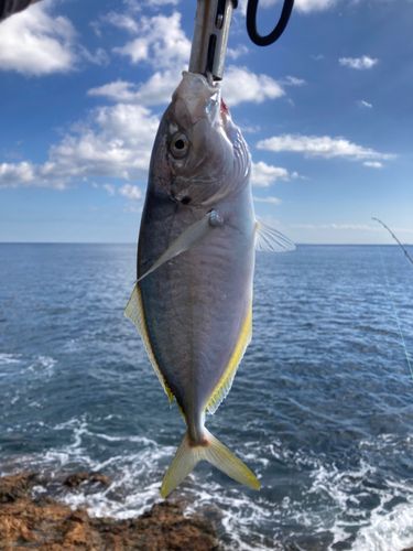シマアジの釣果