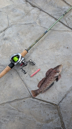 ウサギアイナメの釣果