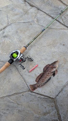 ウサギアイナメの釣果