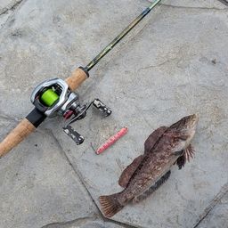 ウサギアイナメ