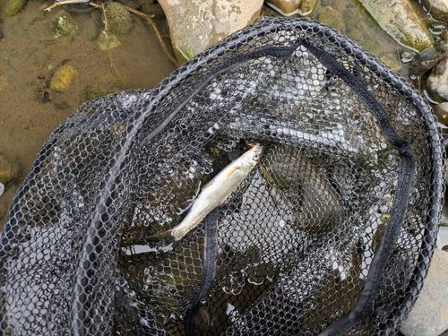 多摩川野川合流