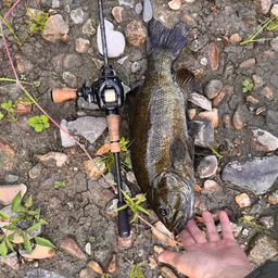 スモールマウスバス