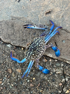 タイワンガザミの釣果