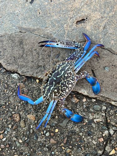 タイワンガザミの釣果