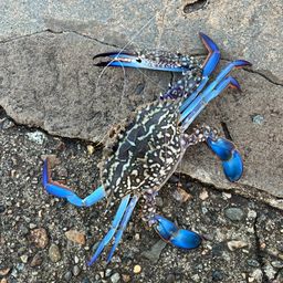 タイワンガザミ