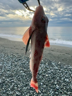 ホウボウの釣果