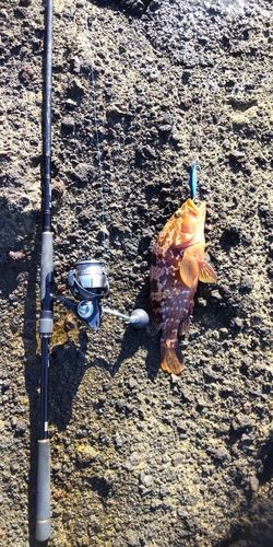 キジハタの釣果