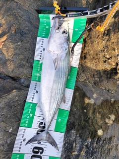 ハガツオの釣果