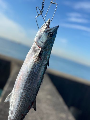 サゴシの釣果