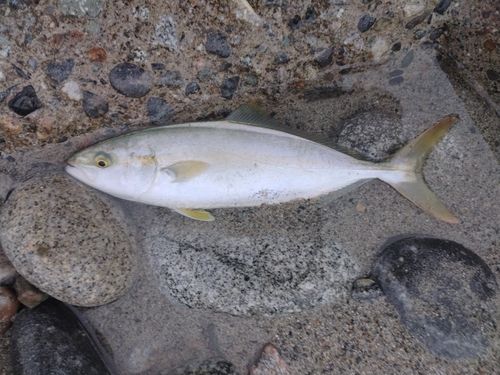 ツバイソの釣果