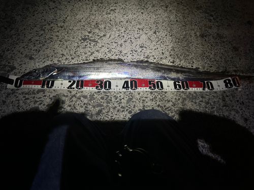 タチウオの釣果