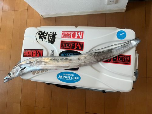 タチウオの釣果