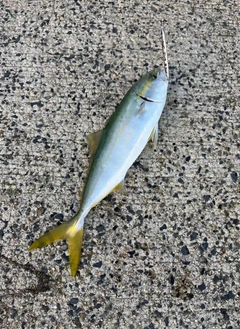 コゾクラの釣果