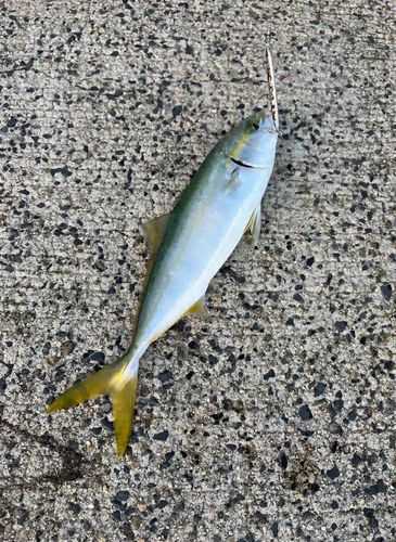 コゾクラの釣果