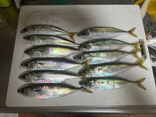 サバの釣果