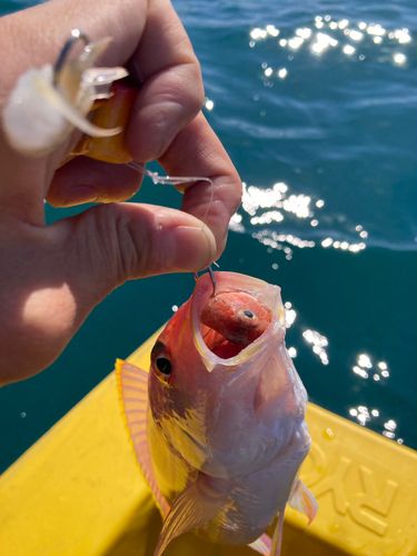 イトヨリダイの釣果