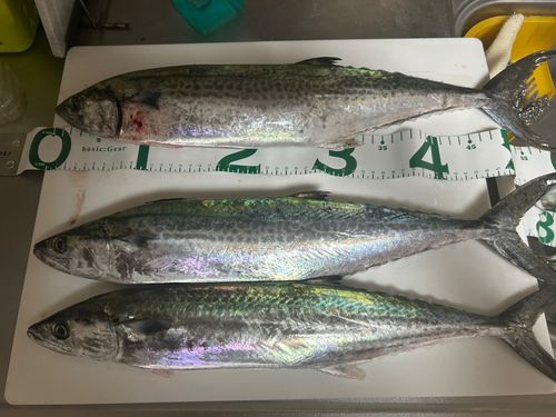サゴシの釣果