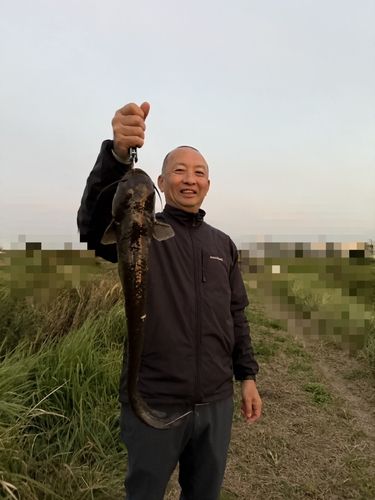ナマズの釣果