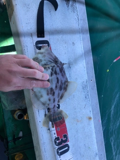 カワハギの釣果