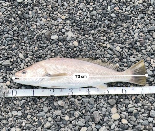 オオニベの釣果