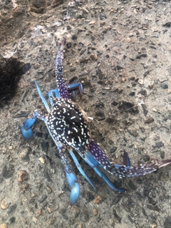 タイワンガザミの釣果