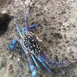 タイワンガザミ