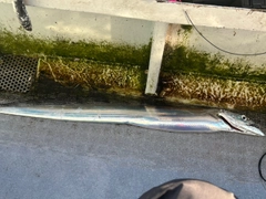 タチウオの釣果