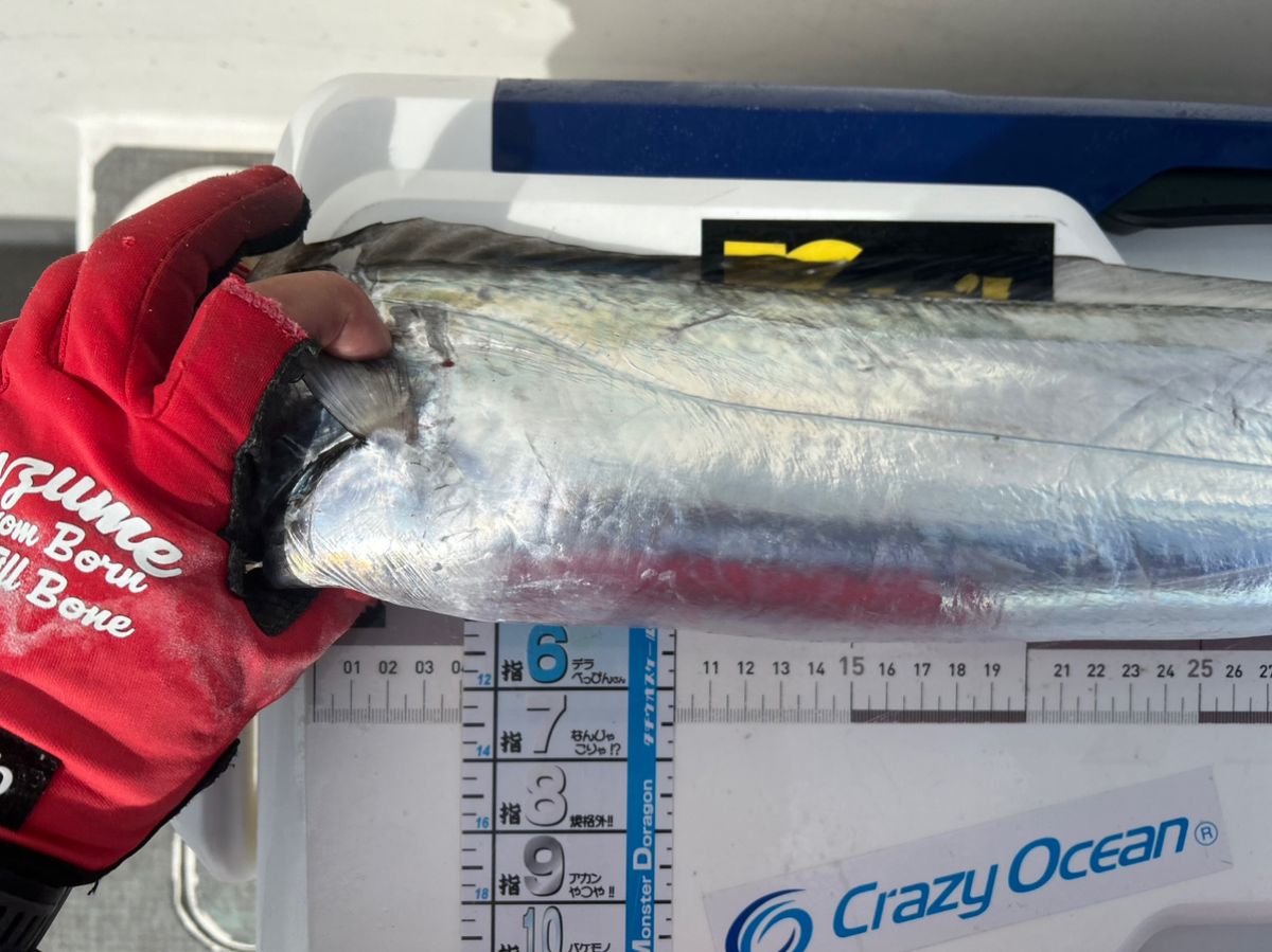 たけしハイさんの釣果 2枚目の画像