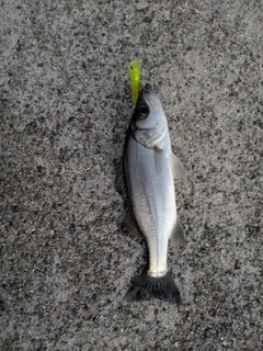 セイゴ(ヒラスズキ)の釣果