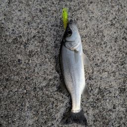 セイゴ（ヒラスズキ）