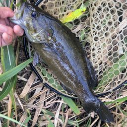 スモールマウスバス