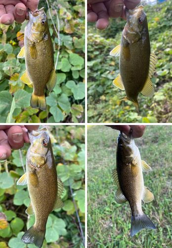スモールマウスバスの釣果