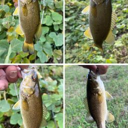 スモールマウスバス