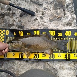 スモールマウスバス