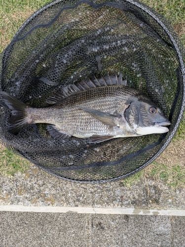 レインボーブリッジ付近