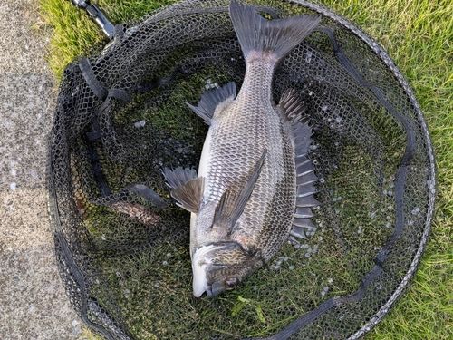 豊洲ぐるり公園