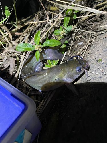 アメリカンキャットフィッシュの釣果