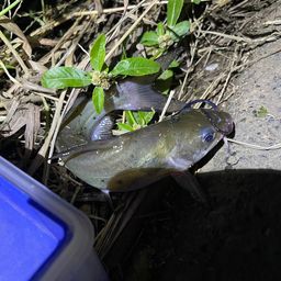 アメリカンキャットフィッシュ