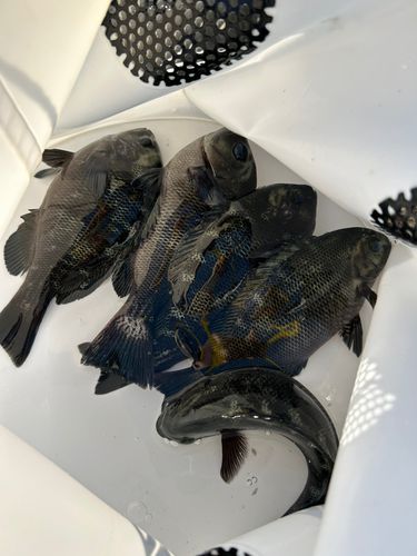 南芦屋浜ベランダ