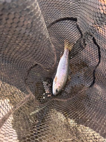 ニジマスの釣果