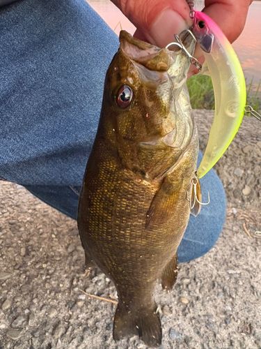 スモールマウスバスの釣果
