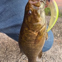 スモールマウスバス